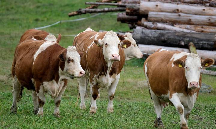 Agropecuária ocupa considerável extensão de terra no bioma Amazônia