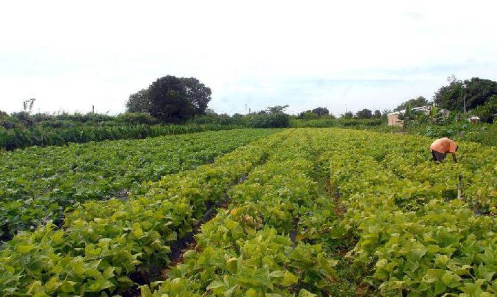 Banco do Brasil reforça linhas de crédito rural com R$ 1 bilhão