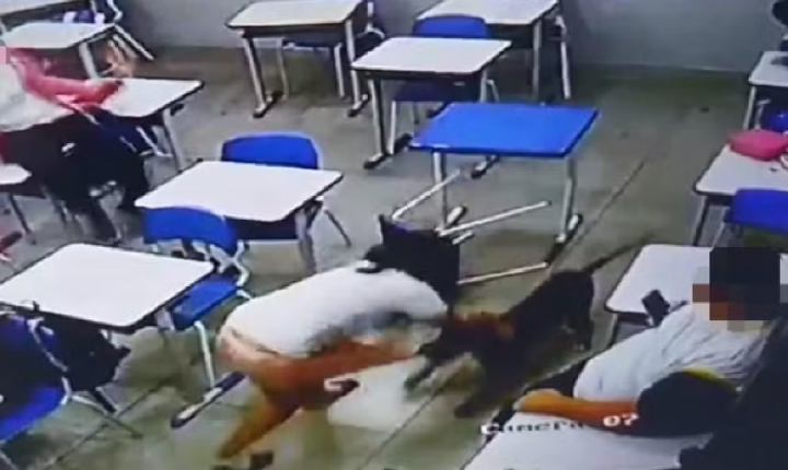 Cachorro que atacou aluna dentro de sala de aula é levado para ONG até que dono seja encontrado