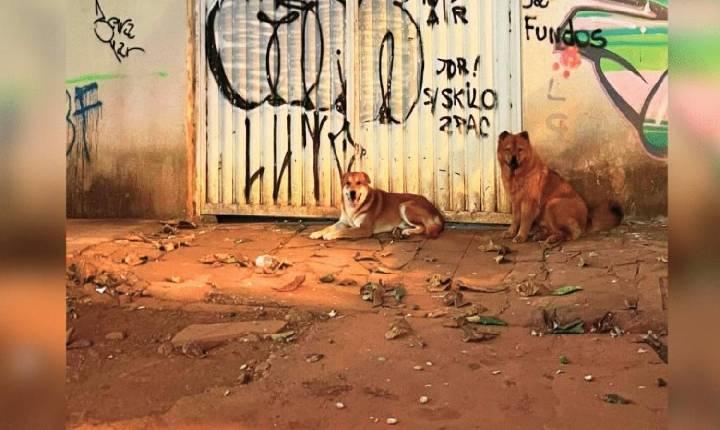 Cães sem coleira no Setor Sul: vizinhos fizeram vaquinha para consertar portão de tutora e parar matança de gatos