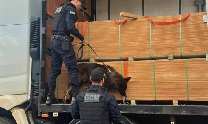 Cão encontra cerca de 7,5 toneladas de droga dentro de falsas chapas de MDF na BR-060
