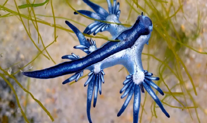 Casal de férias encontra “dragão azul” venenoso no Golfo do México