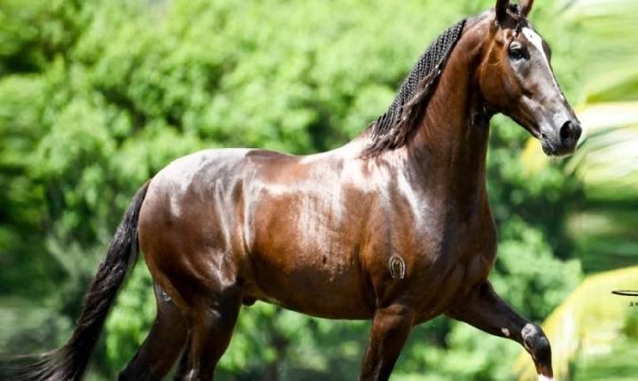Cavalo de R$ 12 milhões teria morrido após comer ração de fábrica de Goiás, diz advogada