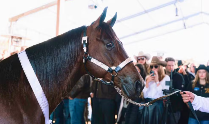 Cavalo de R$ 22 milhões e genética internacional: conheça mercado de animais de elite que movimenta Goiás