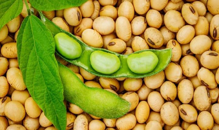 Cientistas testam primeira soja editada geneticamente no Brasil