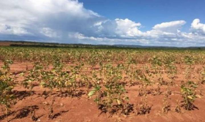 Com 31% das lavouras ruins, queda na produção pode ser de 2 milhões de toneladas