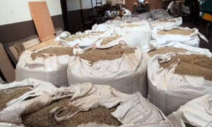 Com preço em alta, ladrões furtam até café no pé em Minas Gerais