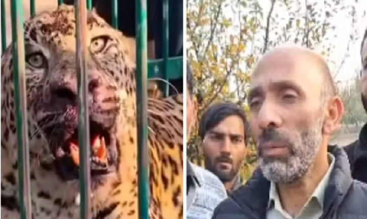 Criança de 2 anos é morta por leopardo no quintal de casa, na Índia