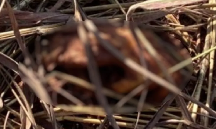 Criança encontra ossada humana ao soltar pipa em matagal de Aparecida de Goiânia