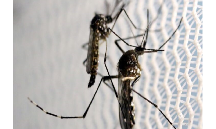 Dengue segue com alta incidência em 55 cidades de MS Chapadão é a 4ª colocada.