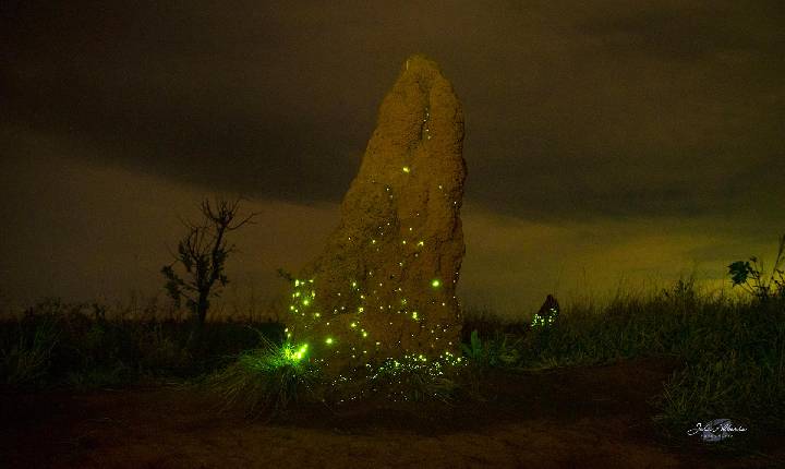 Diversidade de besouros bioluminescentes no cerrado diminuiu em 30 anos