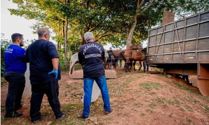 Fechado abatedouro clandestino de cavalos para produção de hambúrguer