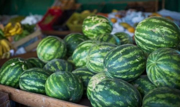 Goiás lidera produção nacional de melancia e registra valor de produção recorde