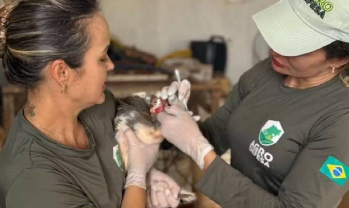 Gripe aviária: Goiás decreta situação de emergência zoossanitária preventiva