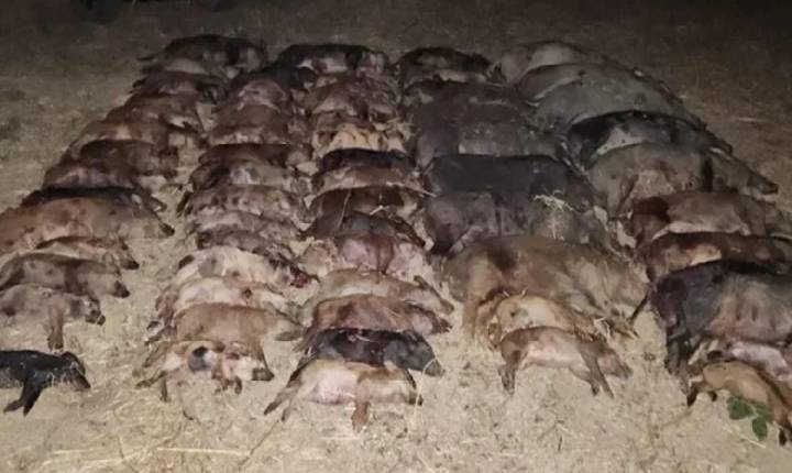 Mais de 60 javalis são abatidos em cidade goiana em uma única noite; entenda