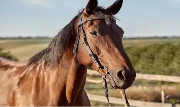 Menina de 3 anos morre após cair de cavalo em Bela Vista de Goiás