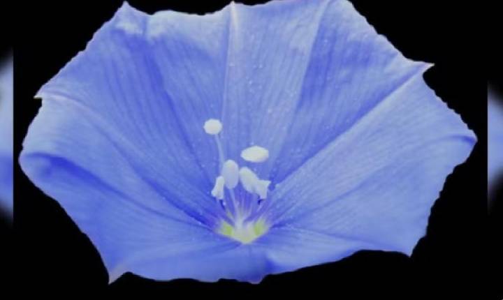 Nova espécie rara de planta com flor azul é encontrada em Goiás, dizem pesquisadores