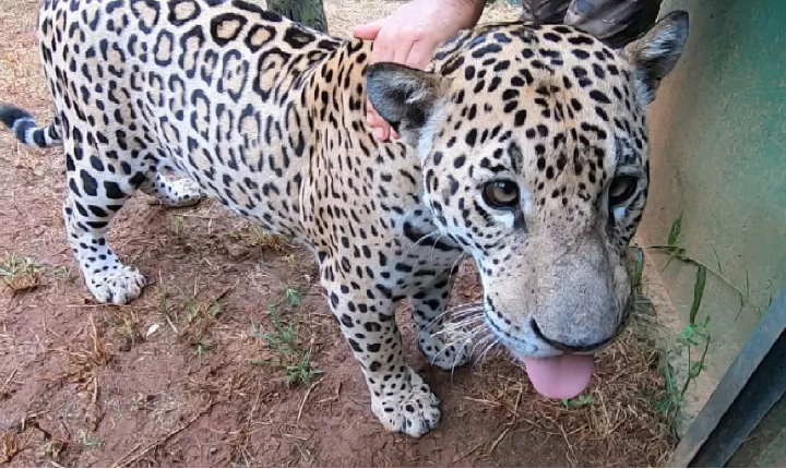 Onça-pintada que foi domesticada após perder a mãe em queimadas no Pantanal é transferida para instituto em Goiás