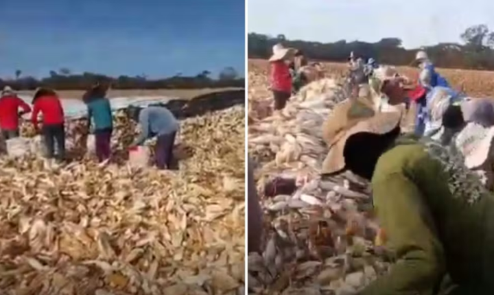 Operação resgata mais de 50 trabalhadores em condições análogas à escravidão em Goiás