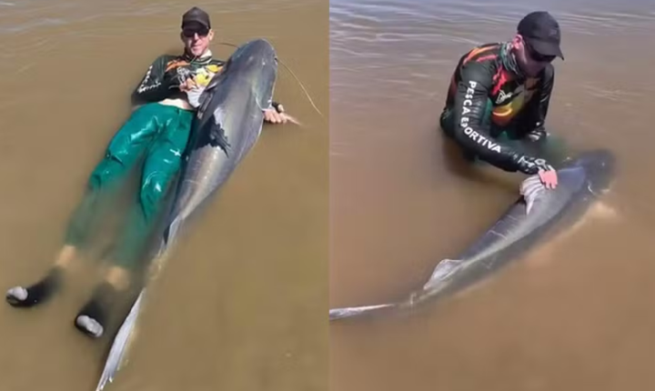 Peixes gigantes que não podem ser consumidos: pescador captura piraíba de quase 2 metros, no Rio Araguaia