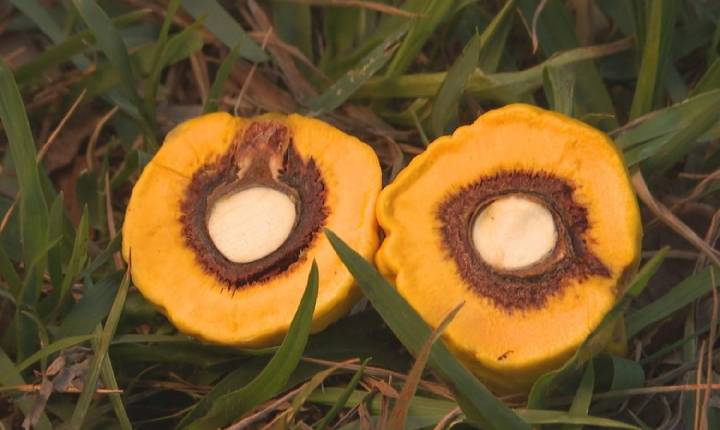 Pequi sem espinhos deve chegar à mesa dos goianos em cerca de 1 ano