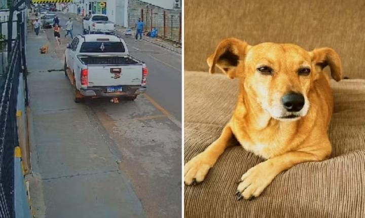 Pit bull ataca cachorro do vizinho e é morto por guarda; imagens são fortes