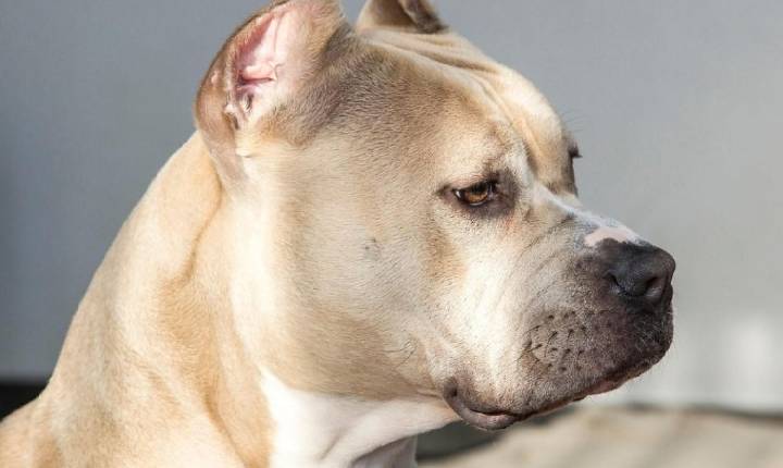 Pitbull mata criança de dez meses em Goiânia