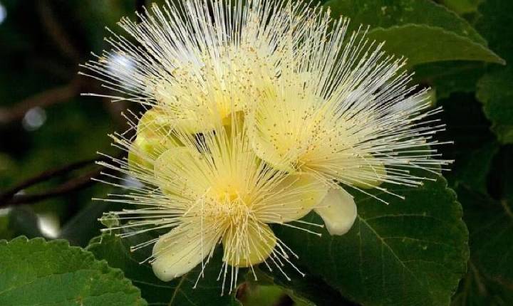 Plantas medicinais do Cerrado podem desaparecer até 2060 por causa de mudanças climáticas, aponta pesquisa