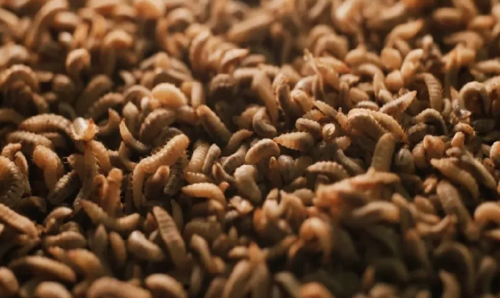 Por que uma das maiores produtoras de carne dos EUA está investindo em proteína de insetos