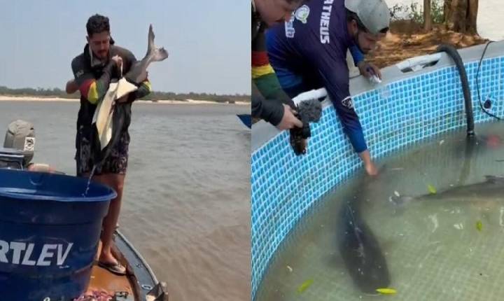 Projeto de reprodução de peixes em cativeiro ajuda a repovoar o Araguaia