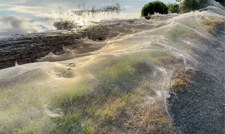 Teias de aranha dominam a paisagem em cidade na Austrália; entenda o fenômeno