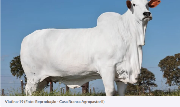 Vaca de Goiás é considerada a mais cara do mundo