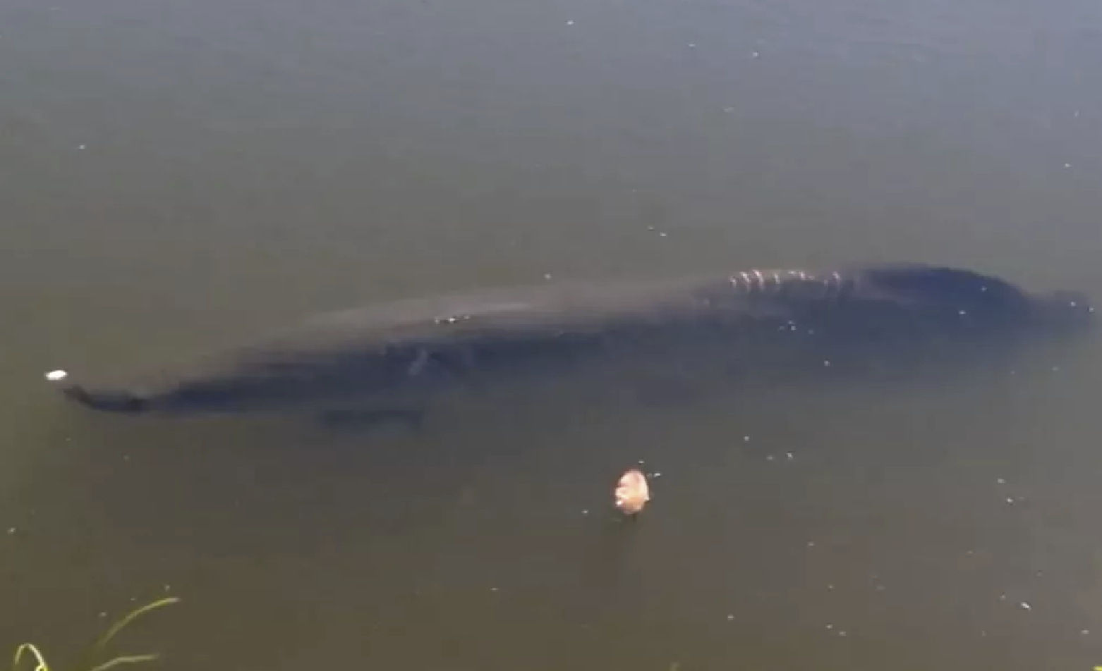 Pirarucu de quase 2 metros que vive em lago de parque de Goiânia vira atração de moradores