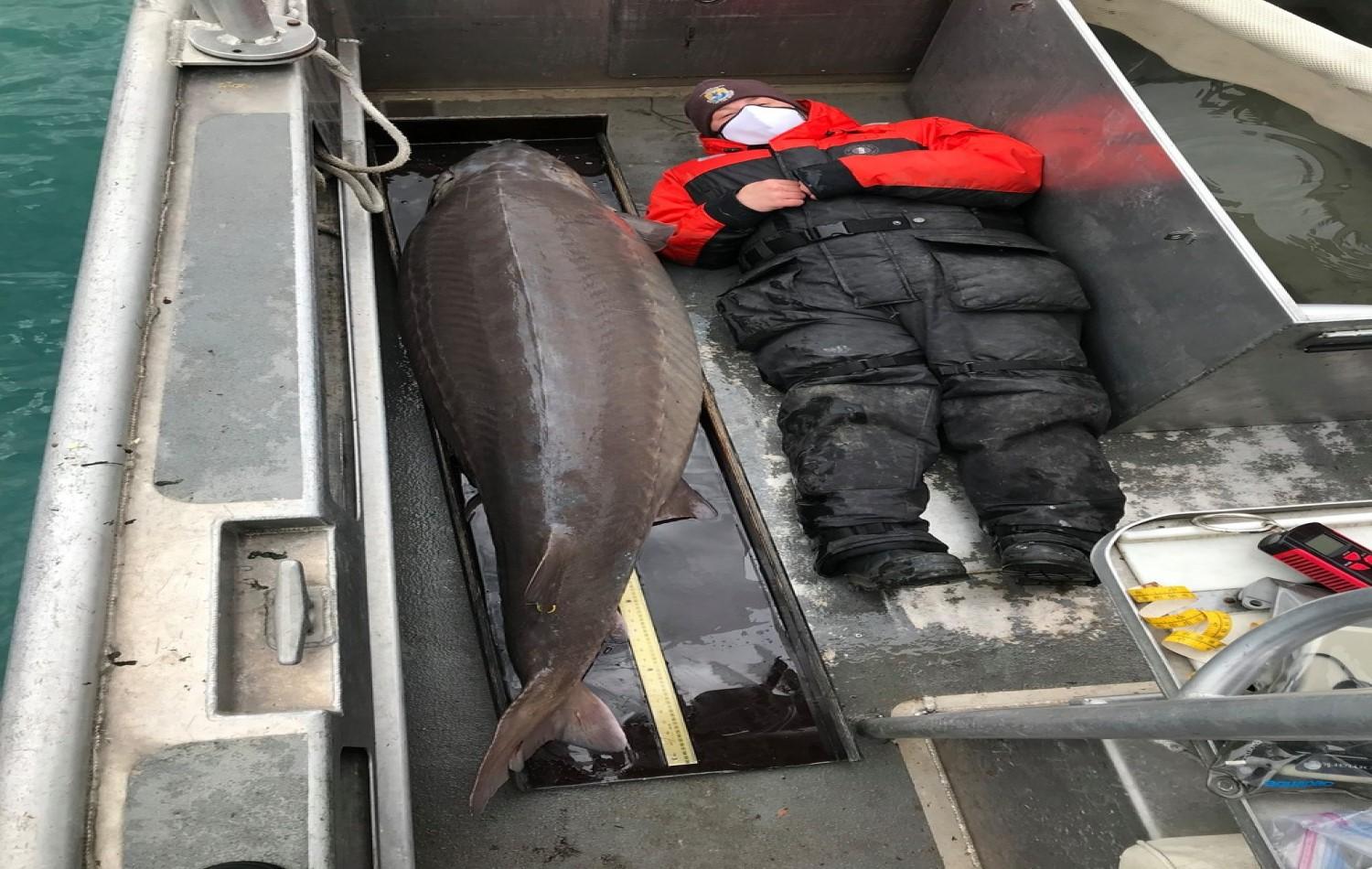 'Monstro do rio' de 109 kg é pescado nos EUA; peixe pode ter mais de 100 anos