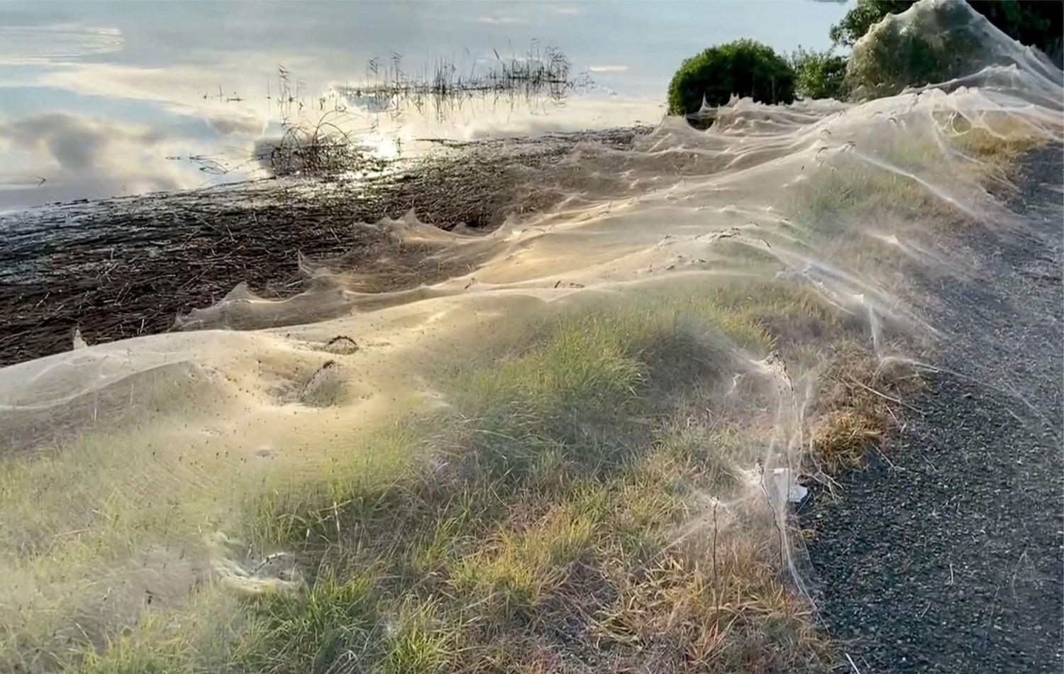 Teias de aranha dominam a paisagem em cidade na Austrália; entenda o fenômeno