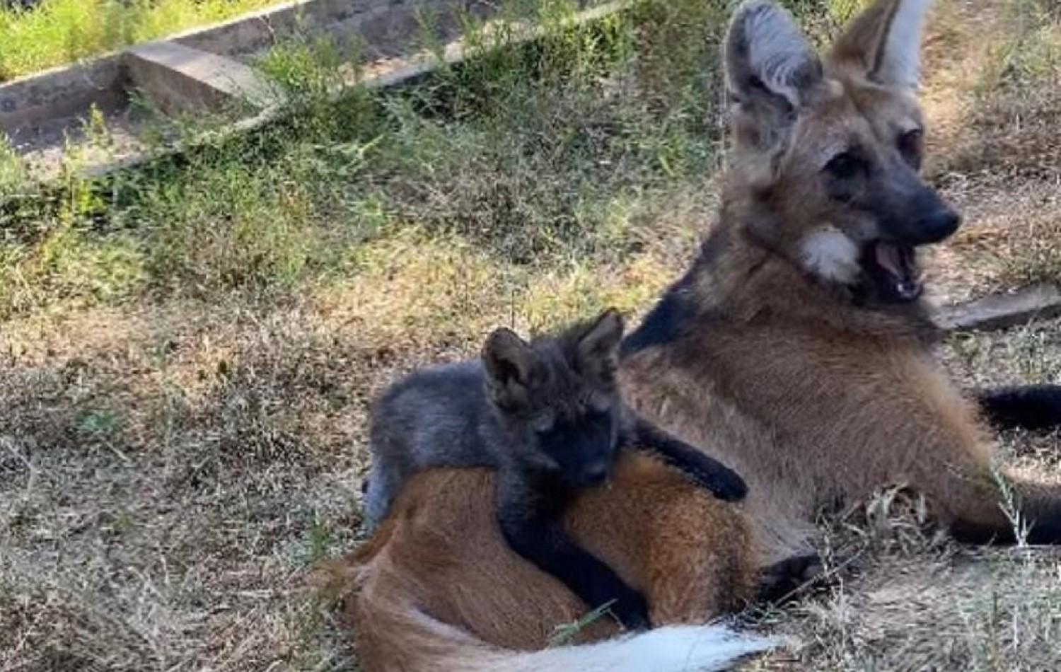 Ameaçada de extinção, lobo-guará dá à luz quatro filhotes no Zoológico de Goiânia