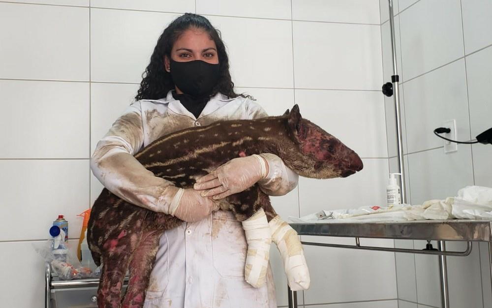 Filhote de anta è resgatado com queimaduras após incêndio no Parque Nacional das Emas