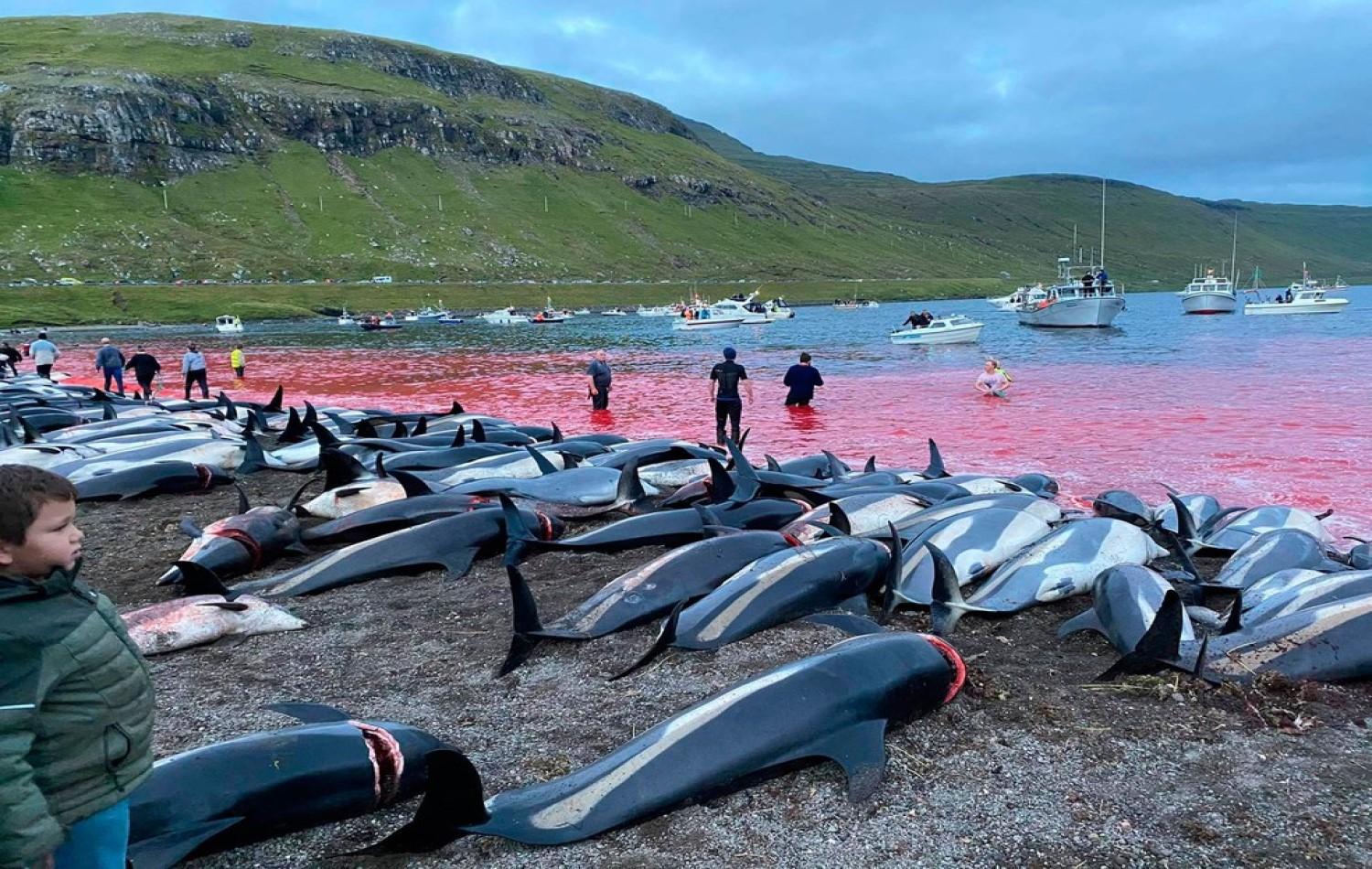 A revolta após matança de 1.400 golfinhos em um dia na Europa