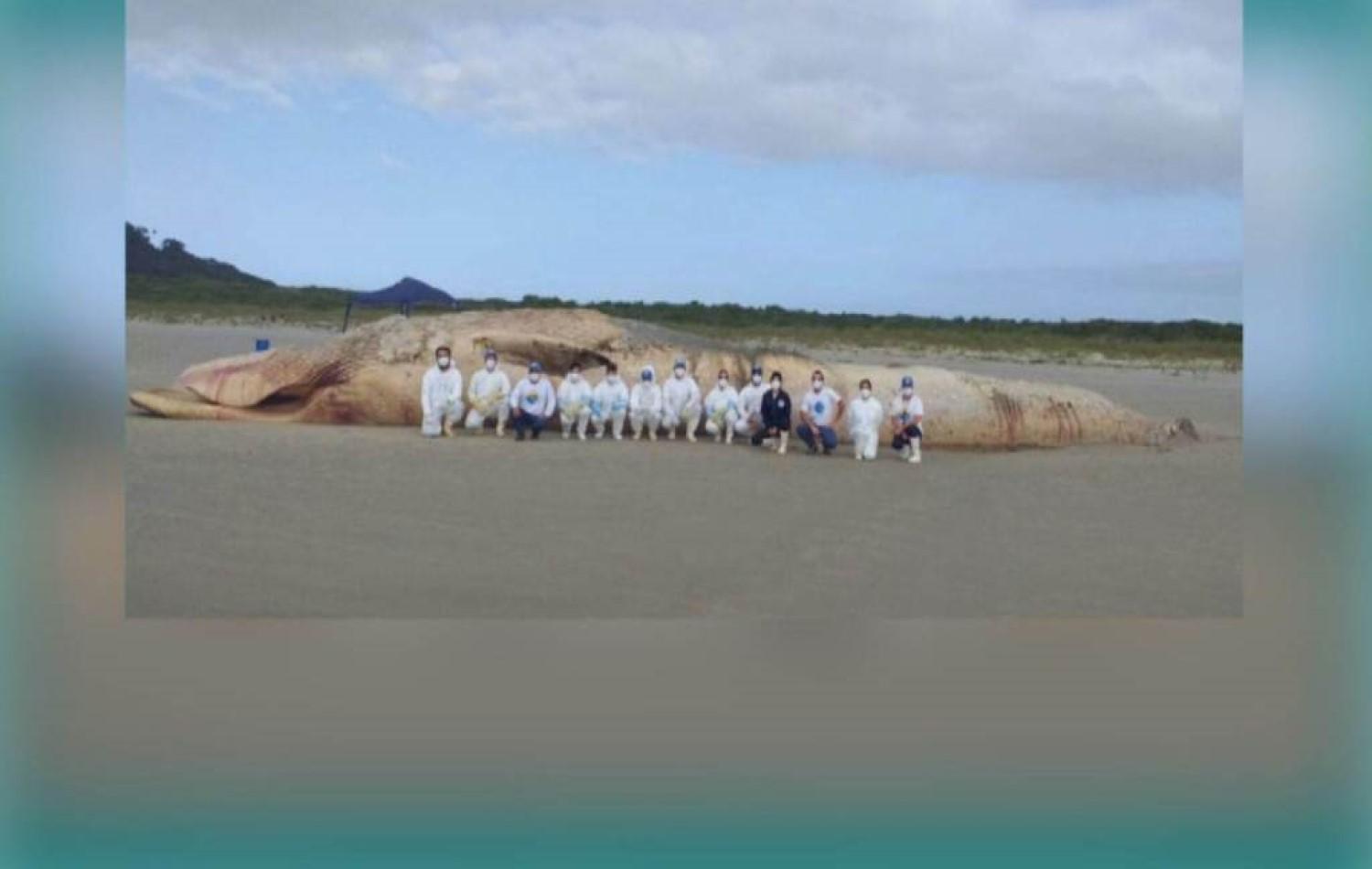 Baleia-fin de quase 20 metros é encontrada encalhada no litoral do Paraná