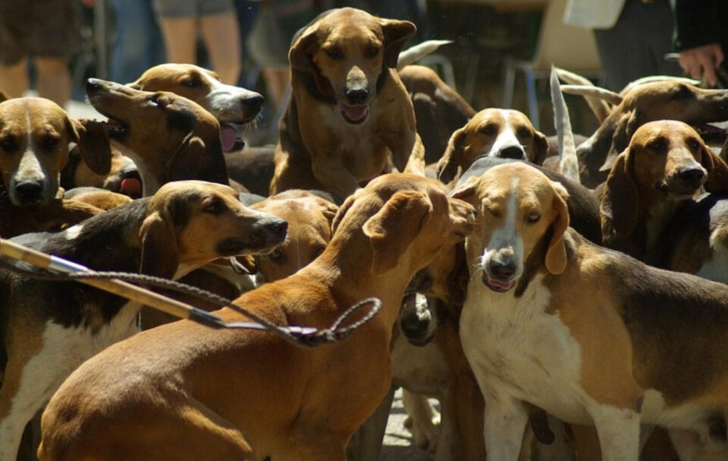 Coreia do Sul considera proibir o consumo de carne de cachorro