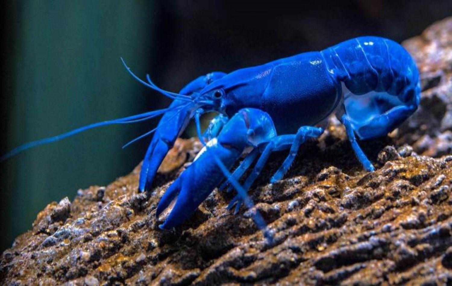 Homem pesca uma lagosta azul na Escócia; chance é de uma em 2 milhões