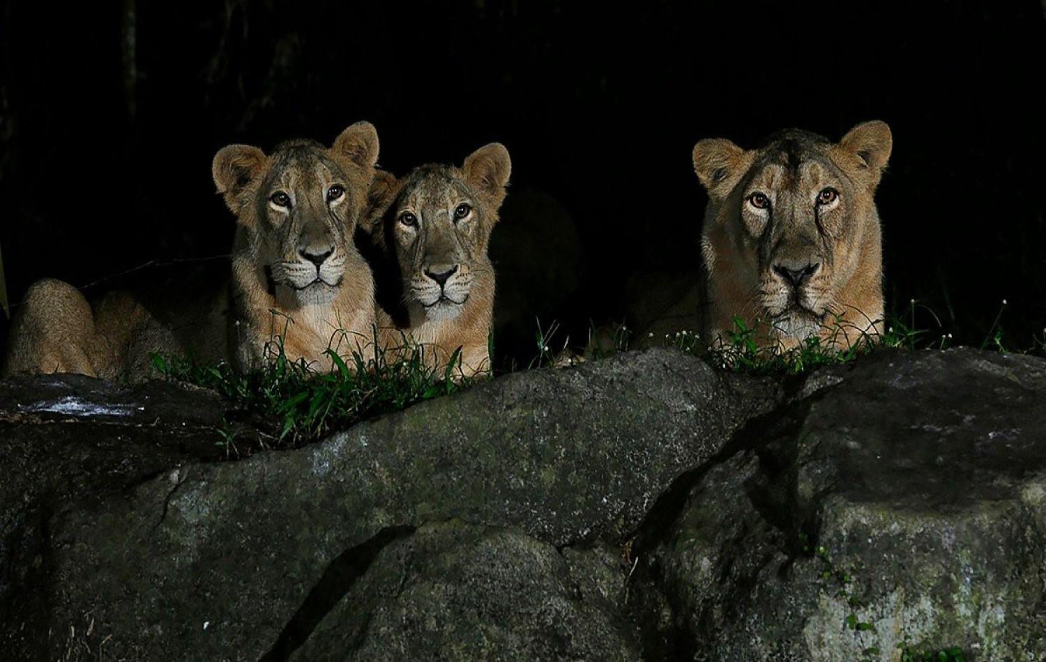 Leões de parque selvagem em Singapura testam positivo para coronavírus.