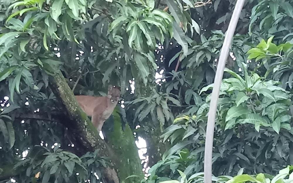 Morador se assusta ao se deparar com onça no quintal de casa em Jataí