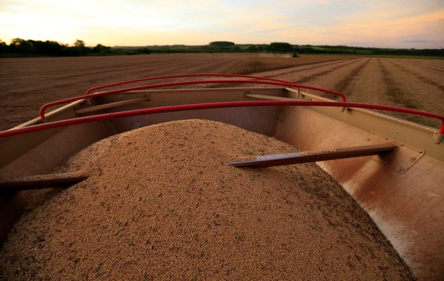 Adiantada, colheita de soja atinge 25,6% da área no Brasil