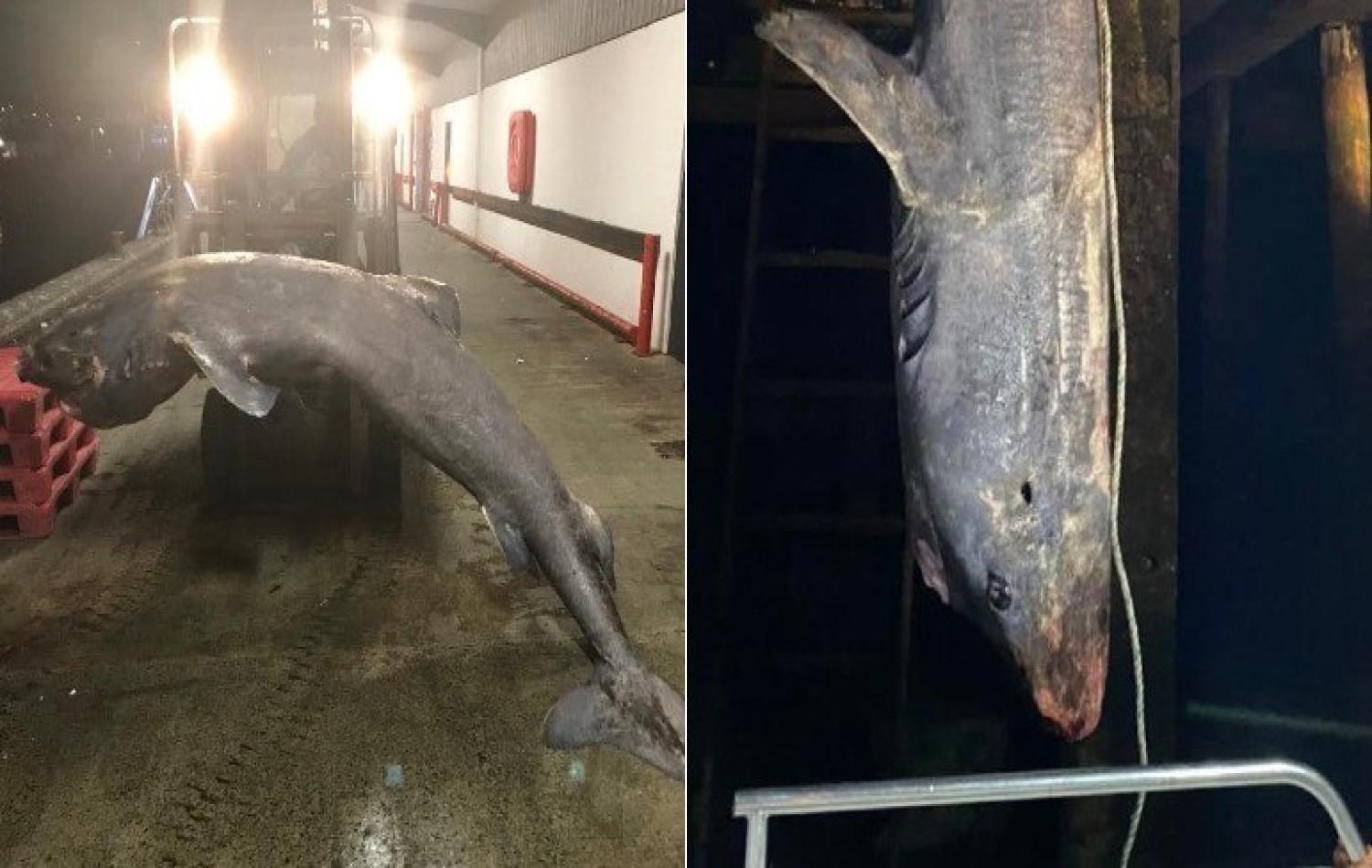 Barco reboca carcaça de tubarão-da-Groenlândia, que pode ter nascido há mais de 500 anos