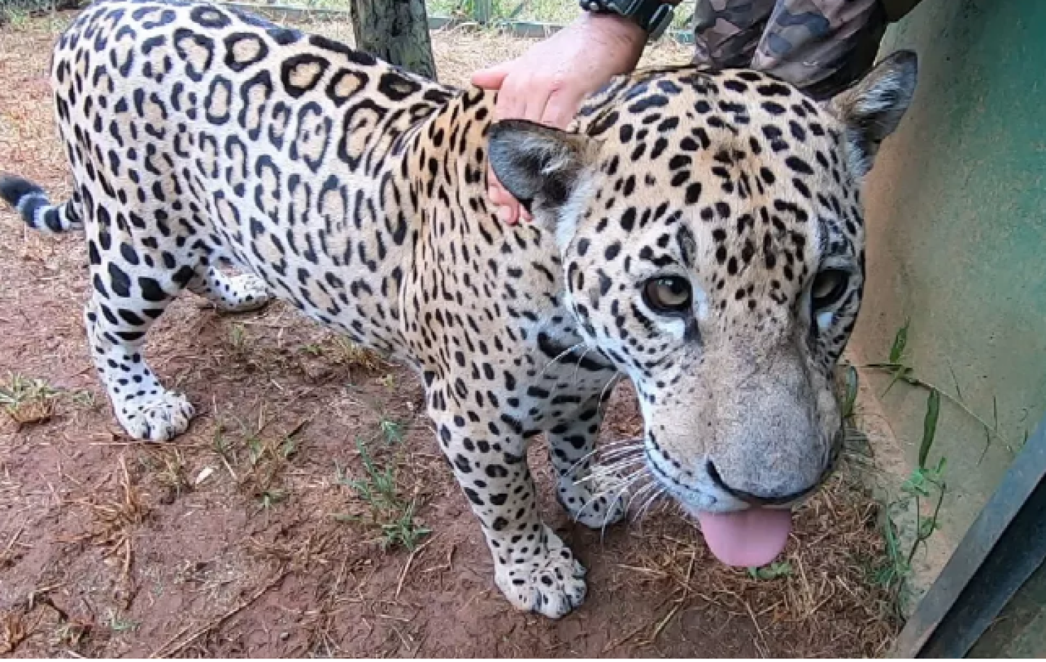 Onça-pintada que foi domesticada após perder a mãe em queimadas no Pantanal é transferida para instituto em Goiás