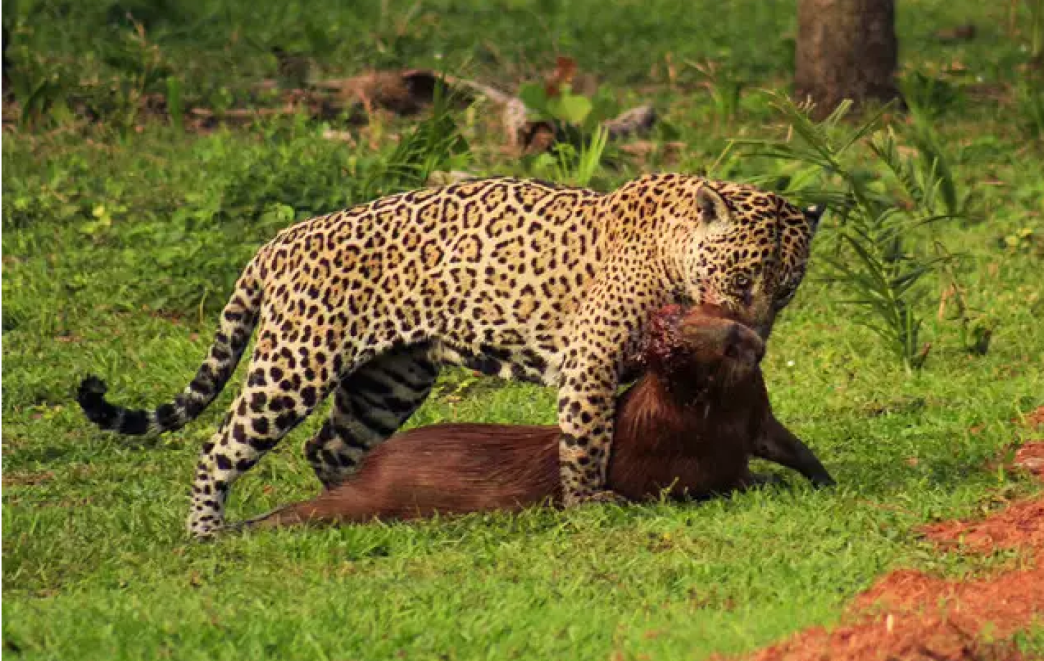 Até onça é “cancelada” na internet após matar capivara no Pantanal