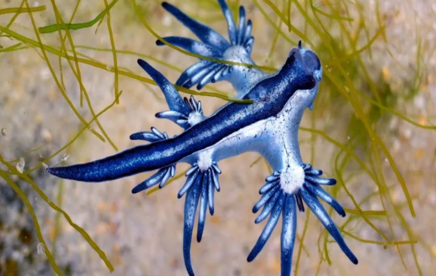 Casal de férias encontra “dragão azul” venenoso no Golfo do México