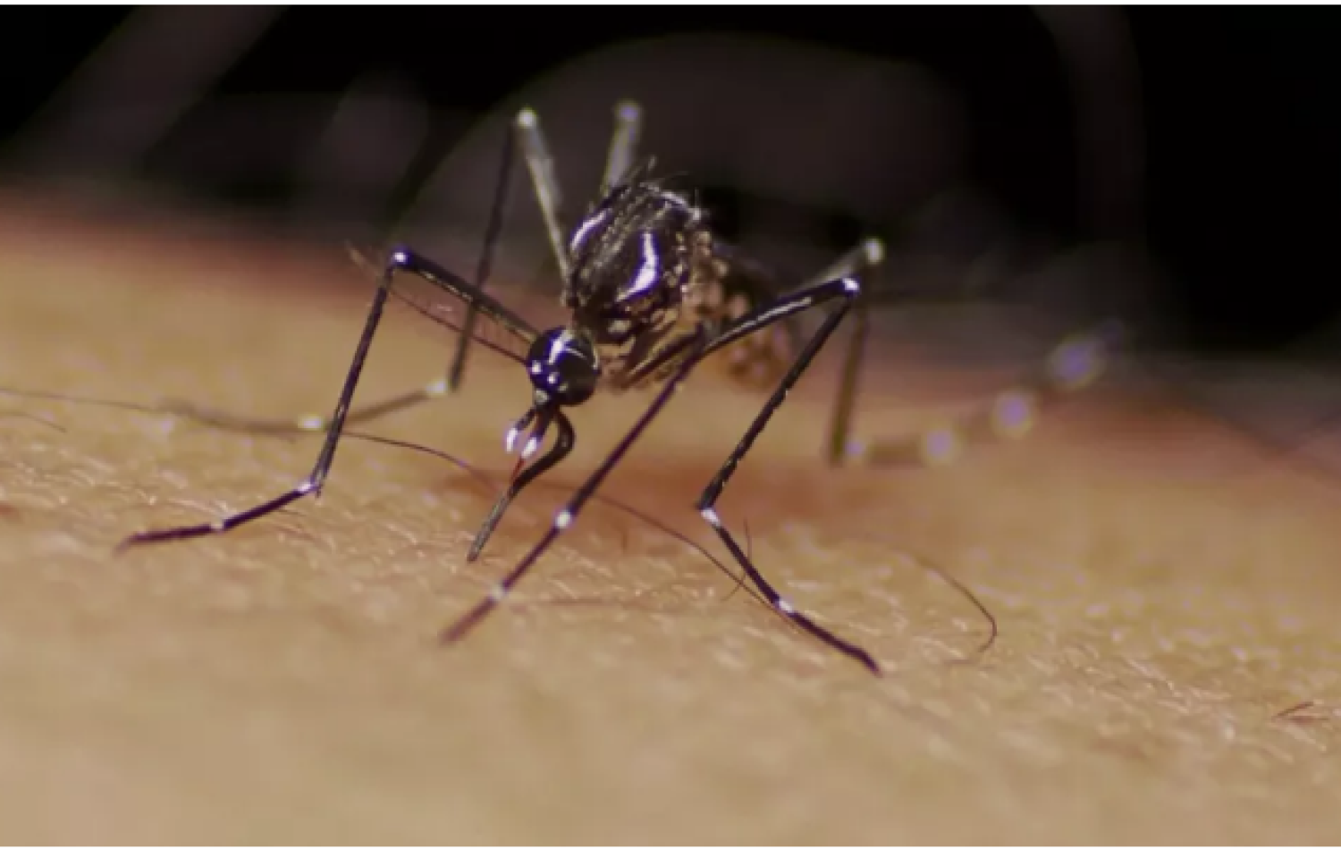 Aparecida de Goiânia tem 1º caso identificado no Brasil de cepa da dengue mais disseminada no mundo, diz Fiocruz