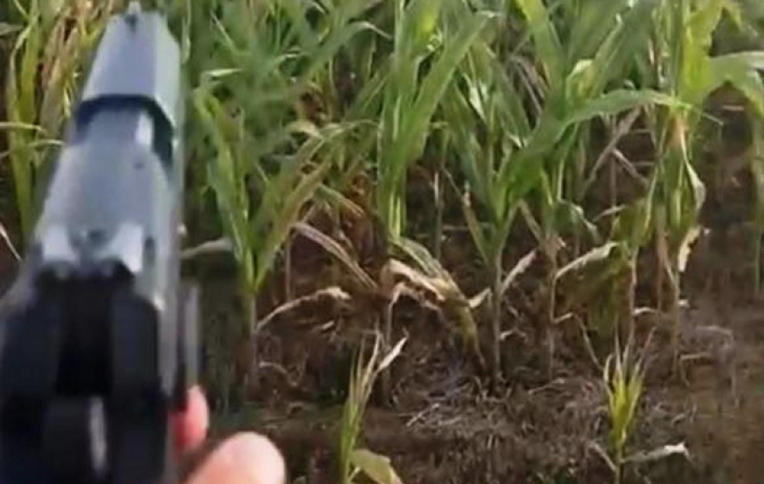 Homem atira em milharal após vídeo humilhar motorista por espigas de milho em Goiás